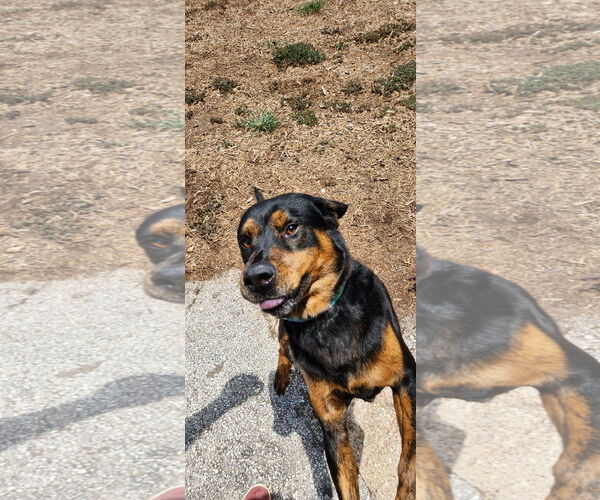 Medium Photo #8 Rottweiler-Unknown Mix Puppy For Sale in Houston, TX, USA