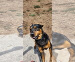 Small #7 Rottweiler Mix