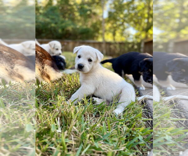 Medium Photo #2 Labrador Retriever-Unknown Mix Puppy For Sale in The Woodlands, TX, USA