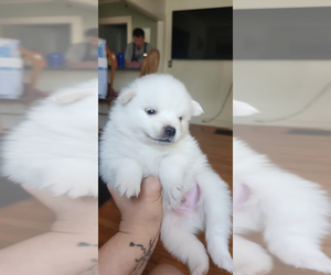 American Eskimo Dog Puppy for Sale in WALES, Maine USA