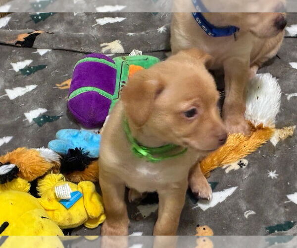 Medium Photo #2 Chihuahua-Unknown Mix Puppy For Sale in Plymouth, MN, USA