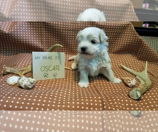 Medium Photo #7 Maltipoo (Miniature) Puppy For Sale in BROOKFIELD, MO, USA