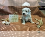 Small Photo #7 Maltipoo (Miniature) Puppy For Sale in BROOKFIELD, MO, USA