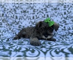 Small #2 Schnauzer (Miniature)
