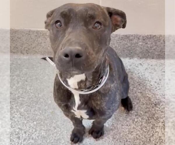 Medium Photo #2 Mutt Puppy For Sale in Houston, TX, USA