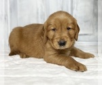 Small #5 Golden Retriever