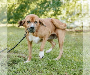 Hannah - Female Basset Hound-Redbone Coonhound Mix Dog for Adoption - Photo #5