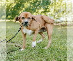 Small #4 Basset Hound-Redbone Coonhound Mix