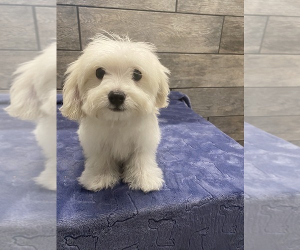 Medium Photo #3 Maltese-Poodle (Toy) Mix Puppy For Sale in RICHMOND, IL, USA