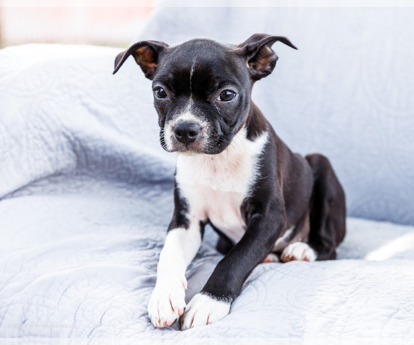Medium Photo #2 Boston Terrier Puppy For Sale in WAKARUSA, IN, USA