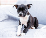 Small #1 Boston Terrier