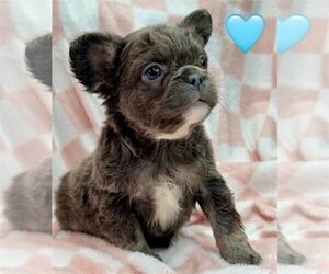 French Bulldog Puppy for sale in MIAMI, FL, USA
