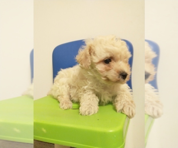 Medium Photo #6 Bichon Frise Puppy For Sale in SPARTA, TN, USA
