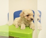 Small Photo #6 Bichon Frise Puppy For Sale in SPARTA, TN, USA