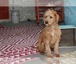 Small Photo #7 Labradoodle Puppy For Sale in ADOLPHUS, KY, USA