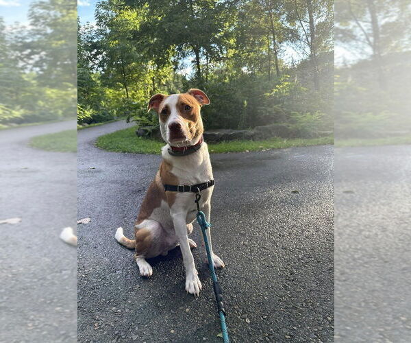 Medium Photo #8 American Pit Bull Terrier-Unknown Mix Puppy For Sale in New York, NY, USA