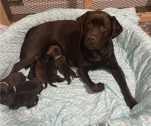 Mother of the Labrador Retriever puppies born on 03/27/2023