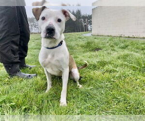 American Pit Bull Terrier-Unknown Mix Dogs for adoption in McKinleyville, CA, USA