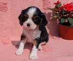 Small Photo #21 Cavalier King Charles Spaniel Puppy For Sale in GOSHEN, IN, USA