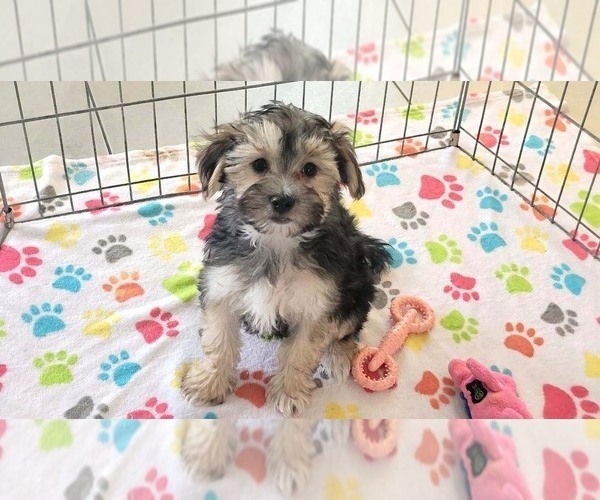 Medium Photo #4 Morkie Puppy For Sale in ORO VALLEY, AZ, USA