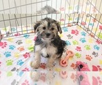 Small #3 Morkie
