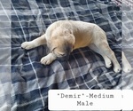 Small Photo #8 Kangal Dog Puppy For Sale in SILVER LAKE, OR, USA