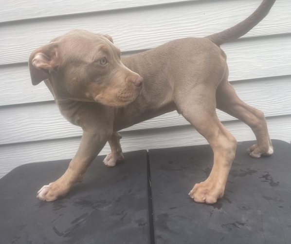 Medium Photo #2 American Bully Puppy For Sale in TRENTON, NJ, USA