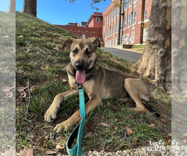 Medium Photo #6 Labrador Retriever-Unknown Mix Puppy For Sale in Washington, DC, USA