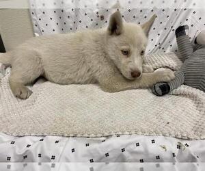 Siberian Husky-Unknown Mix Dogs for adoption in Modesto, CA, USA