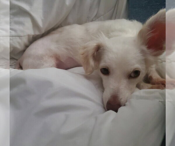 Medium Photo #2 Dachshund-Unknown Mix Puppy For Sale in Andover, MN, USA