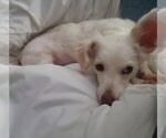 Small #1 Dachshund Mix