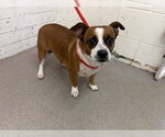 COCO - Male Cardigan Welsh Corgi-Unknown Mix Dog for Adoption - Small photo
