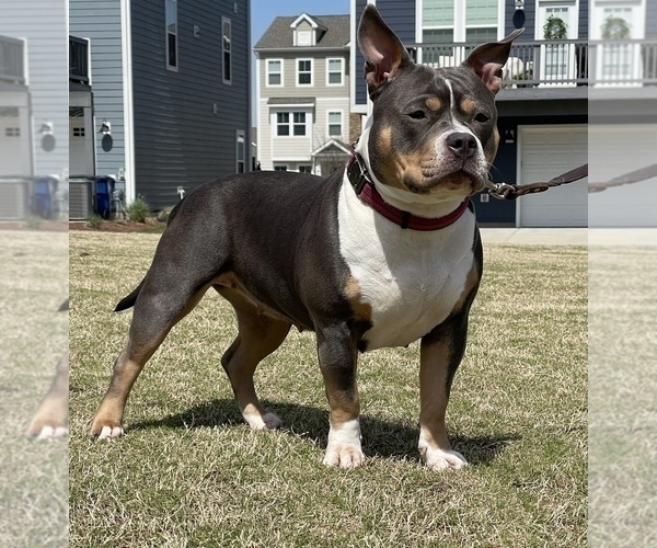 Medium Photo #1 American Bully Puppy For Sale in RALEIGH, NC, USA
