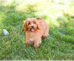 Small #4 Cavapoo (Miniature)