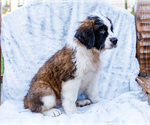 Small #4 Saint Bernard