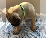 Small #13 Cane Corso