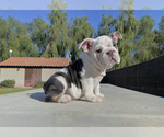 Puppy 2 English Bulldog