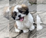 Small #7 Shih Tzu