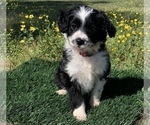 Puppy 2 Aussiedoodle Miniature 