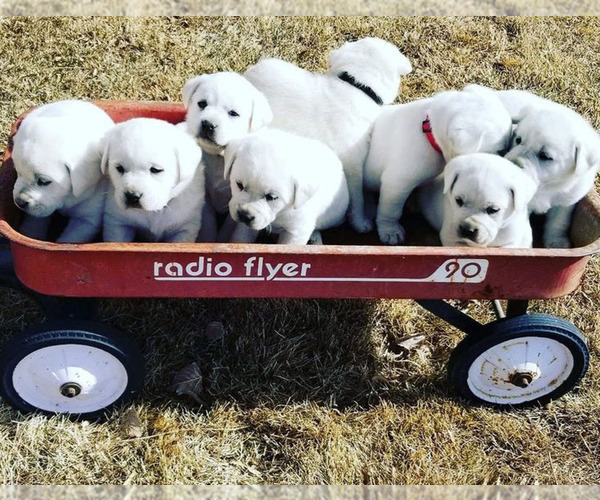 Medium Photo #2 Labrador Retriever Puppy For Sale in MORRISON, TN, USA