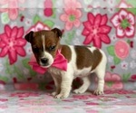 Small Photo #5 Jack Russell Terrier Puppy For Sale in LANCASTER, PA, USA
