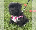 Small #2 Morkie