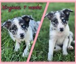 Small Photo #3 Border Collie Puppy For Sale in BROOKFIELD, MO, USA