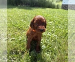 Small #7 Irish Setter