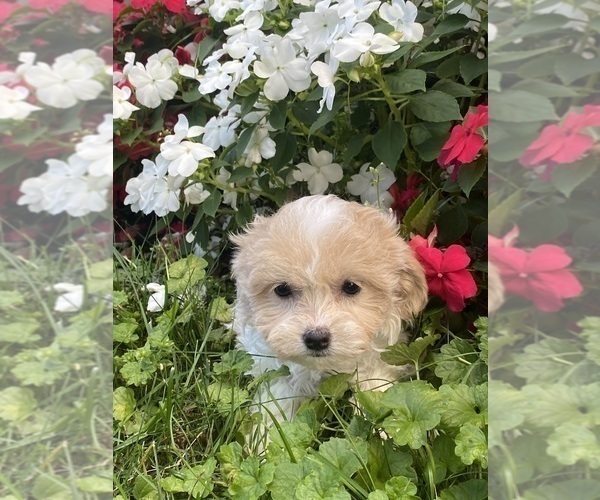 Medium Photo #4 Havanese Puppy For Sale in CANOGA, NY, USA