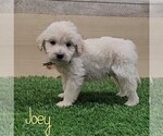 Puppy 4 Goldendoodle