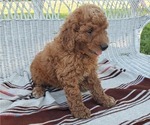 Small Photo #2 Goldendoodle Puppy For Sale in BREMEN, IN, USA