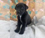 Small Photo #3 Labrador Retriever-Unknown Mix Puppy For Sale in FRAMINGHAM, MA, USA