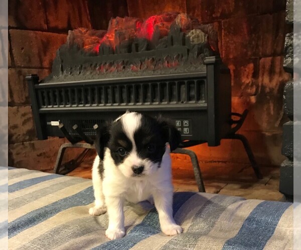 Medium Photo #2 Papillon Puppy For Sale in HOLT, MO, USA
