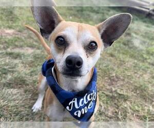 Chihuahua Dogs for adoption in Pueblo, CO, USA